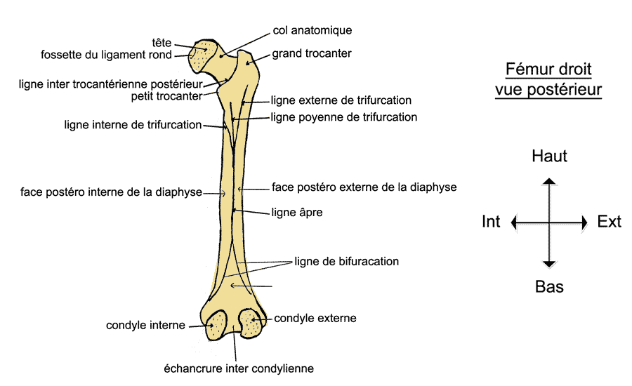 Anatomie Squelette et Muscles du Corps Humain - Schéma Simple Anatomie ...