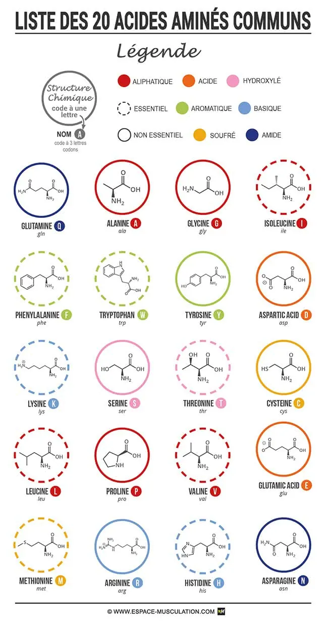 liste-20-acides-amines