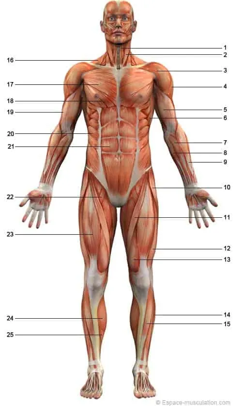 muscles-vue-face