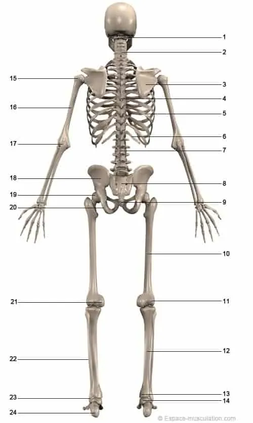 squelette-anatomie-dos