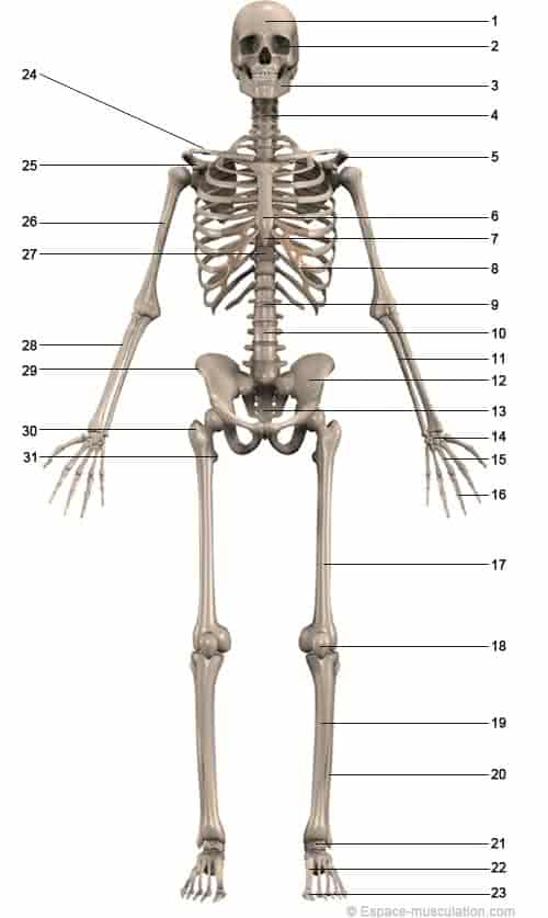 Anatomie Squelette et Muscles du Corps Humain - Schéma Simple