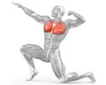anatomie-pectoraux