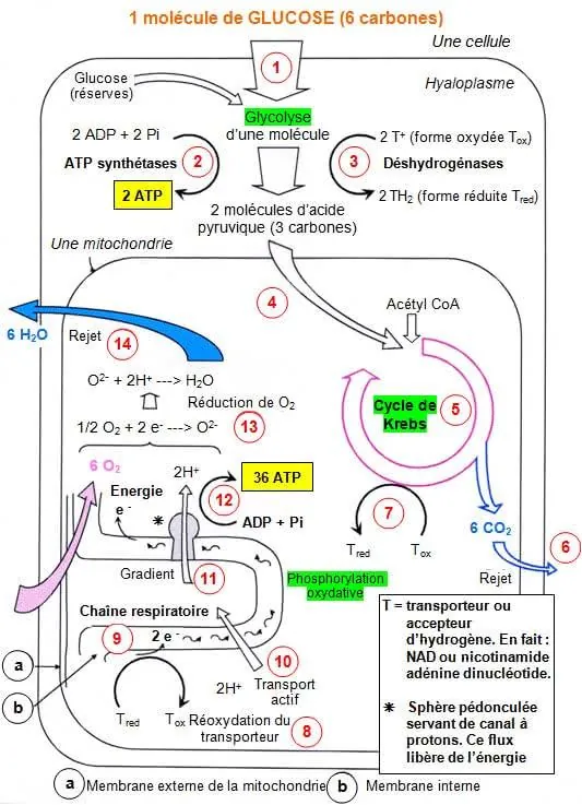 production-ATP
