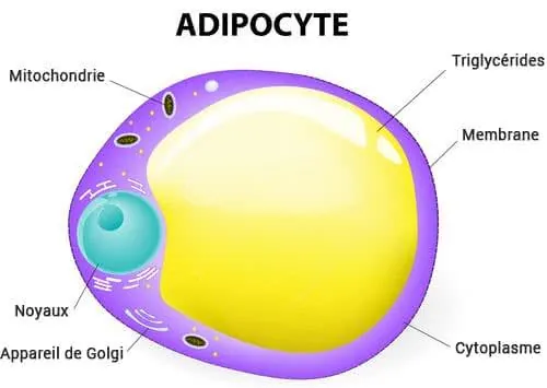 adipocyte