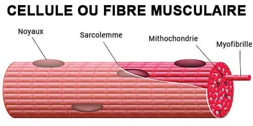 cellule-musculaire