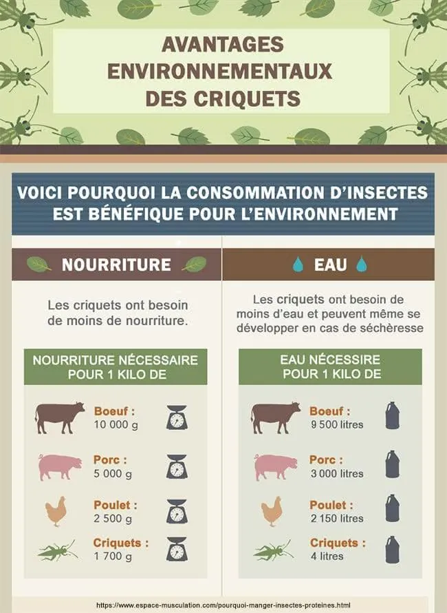 infographie-consommation-insectes
