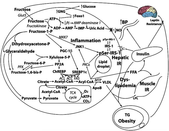 metabolisme-fructose