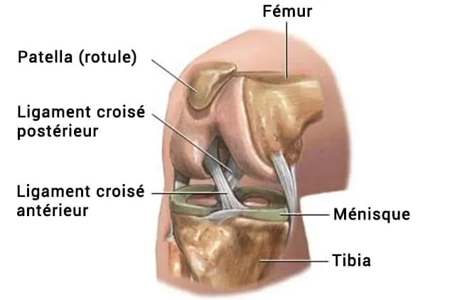 anatomie-genou