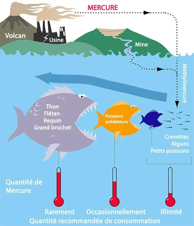 mercure-mer-poissons