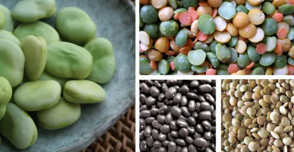 fibre-alimentaire-legumineuse