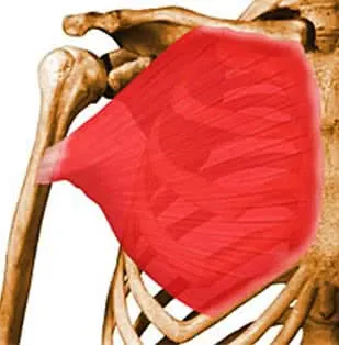 anatomie-muscle-grand-pectoral