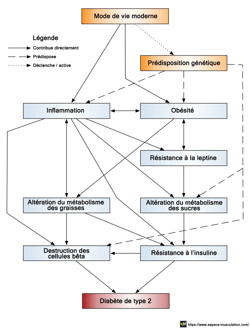 schema-comprendre-diabete-type-2