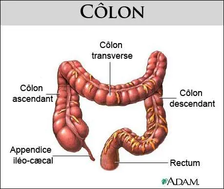 anatomie-colon
