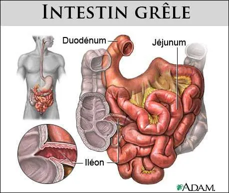 intestin-grele
