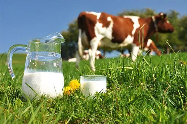 lait-vache-nourris-herbe