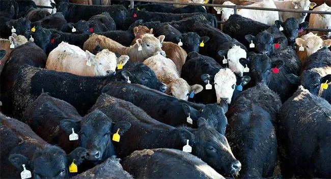 vache-elevage-industriel