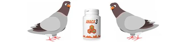 anaca3-pigeon